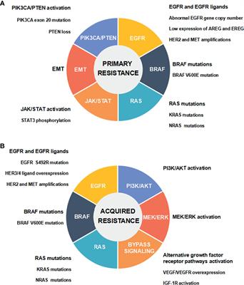 Non-Coding RNAs Regulate the Resistance to Anti-EGFR Therapy in Colorectal Cancer